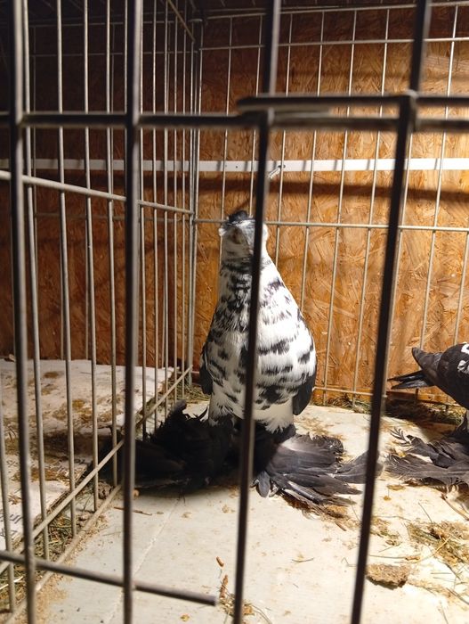 Gołębie Widyny Koroniate