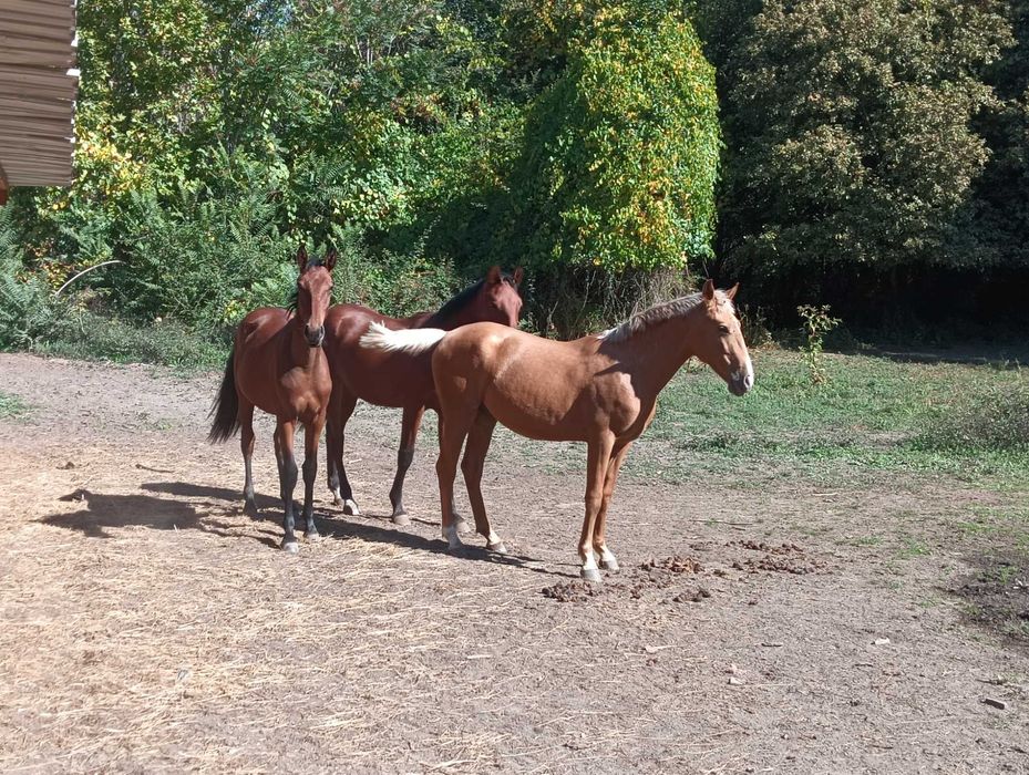 Poldro Lusitano (filho de Lord Plus)
