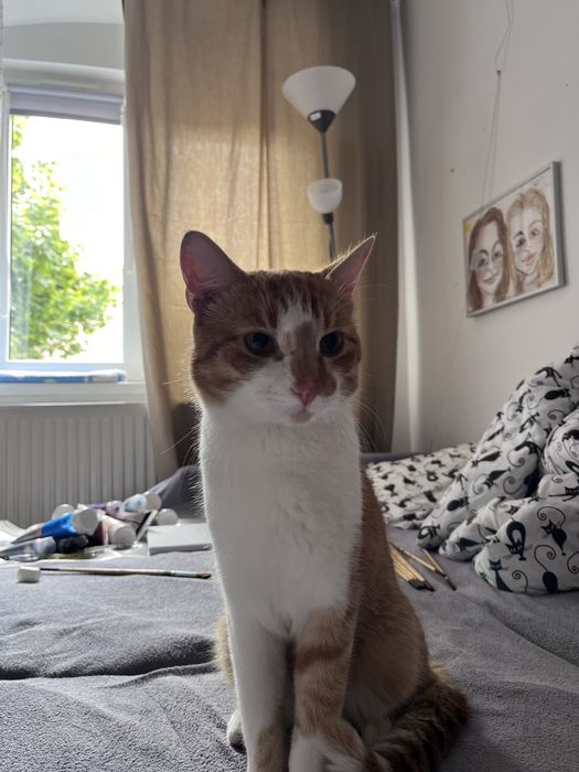 ZAGINĄŁ rudo bialy kot Tofiś