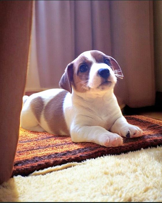 Super Jack Russell.