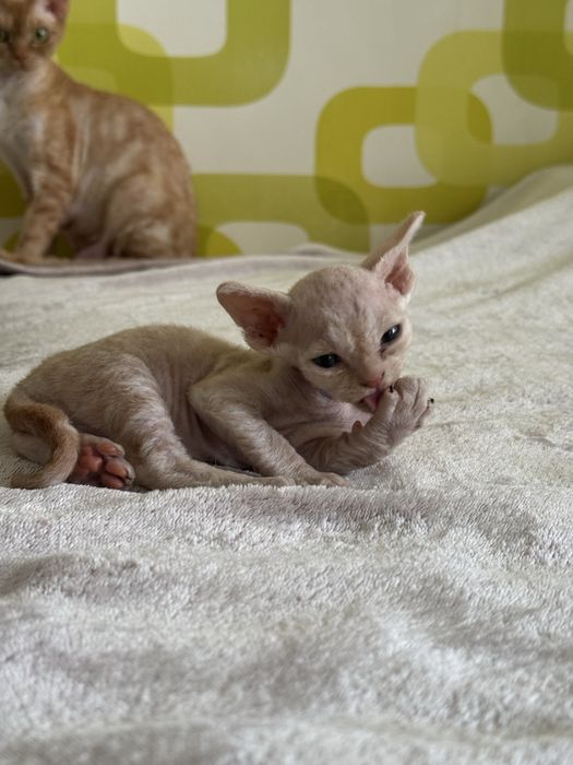 Девон Рекс Котята