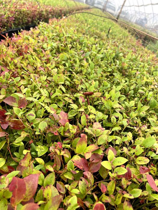 Sadzonki borówki wysokiej "amerykańskiej" - Elliott multiplat 104