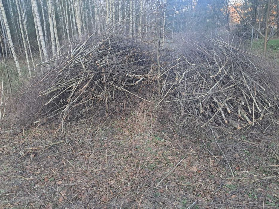 Gałęzie za darmo