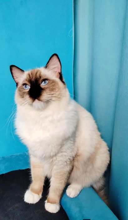Kocurek Ragdoll seal point lynx