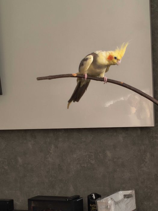 Papuga nimfa oswojona 1 roczna.