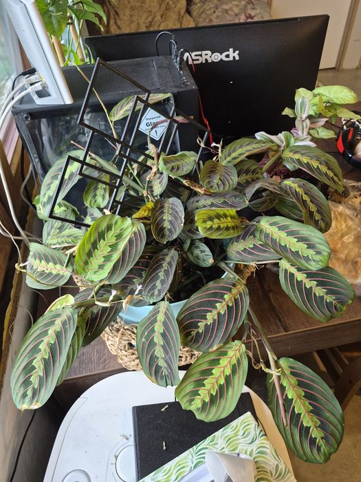 Kwiat maranta marantha
