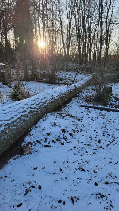 Drzewo topola na sprzedaż