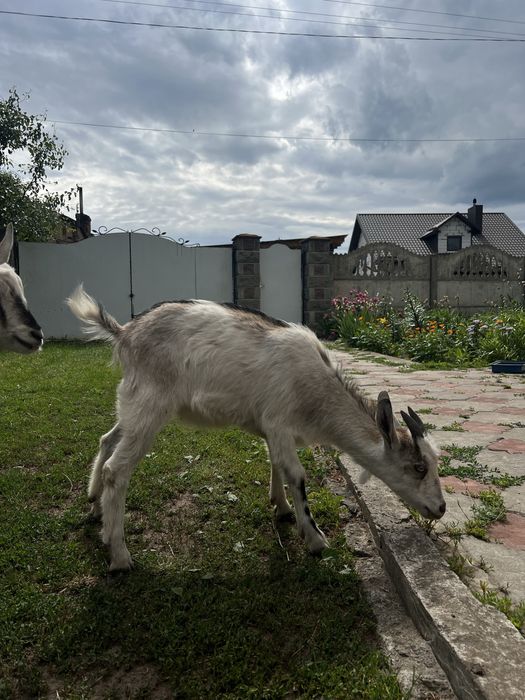 Козенята на утримання