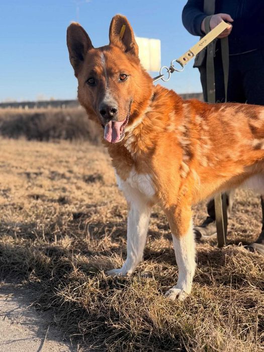 Крутезний пес Макс шукає родину