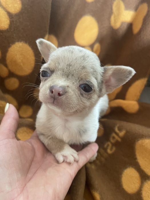 Chihuahua  femea   excelente merle chocolate