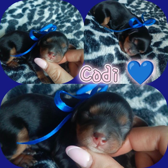 Cavalier King Charles spaniel Zapraszam