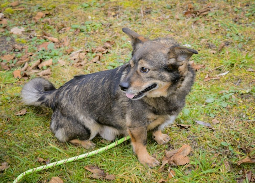 Mały przytulaśny psiak szuka domu