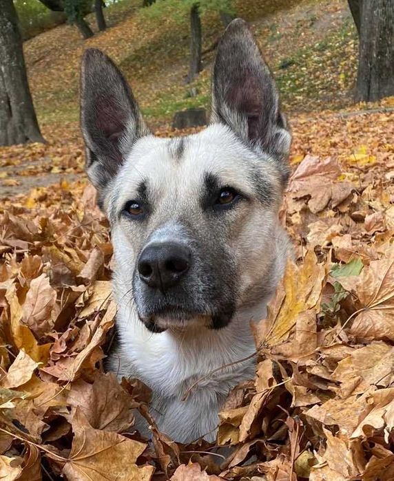 Gizmo szuka dużego podwórka,by go pilnować.