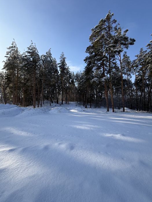 Ділянка у сосновому лісі 8-10 соток с. Ходосівка Новообухівська траса