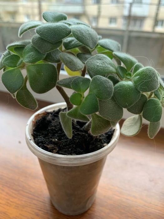 Квіти, вазони, кімнатні рослини(дифенбахія, грошове дерево)