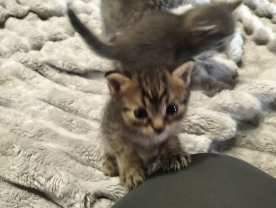 Кошенята (кішка, кіт)