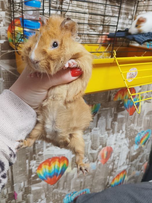 Продам морських свинок