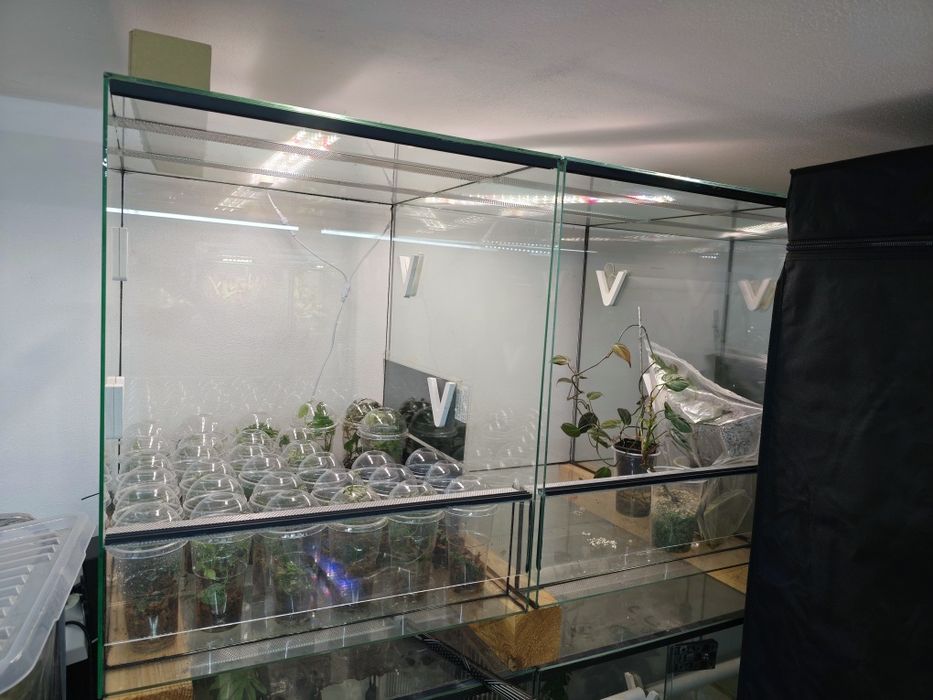 7 szt terrarium 50x60x60h
