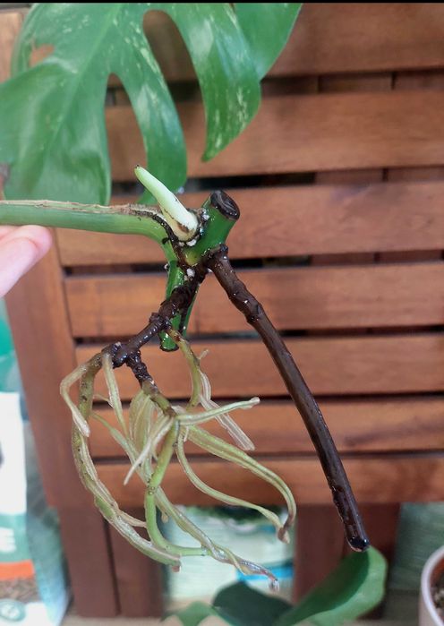 Monstera albo variegata