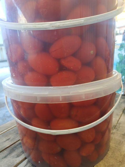 Продам бочковий помідор