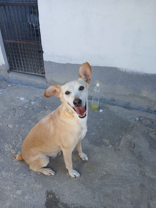 Pet sitting e Dog walking - Oeiras, Amadora e Cascais