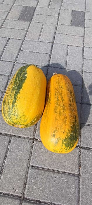 Abóboras porqueiras biológicas - óptimas para doce