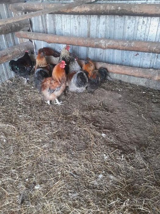 Sprzedam koguty silki