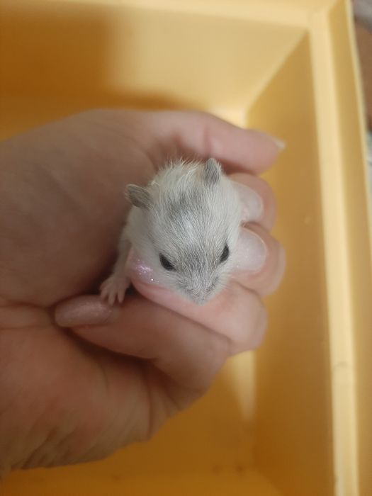 Хом'ячки джунгарики