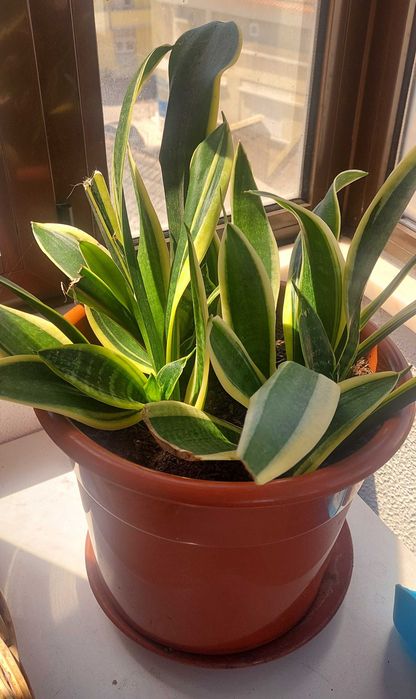 Plantas naturais