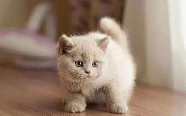 Шотландский мальчик, не британский.