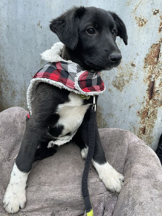 Щеночки в самые добрые руки