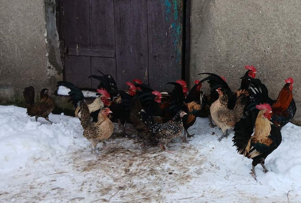 Карликові  Кури, БЕНТАМКИ  передаю автобусом