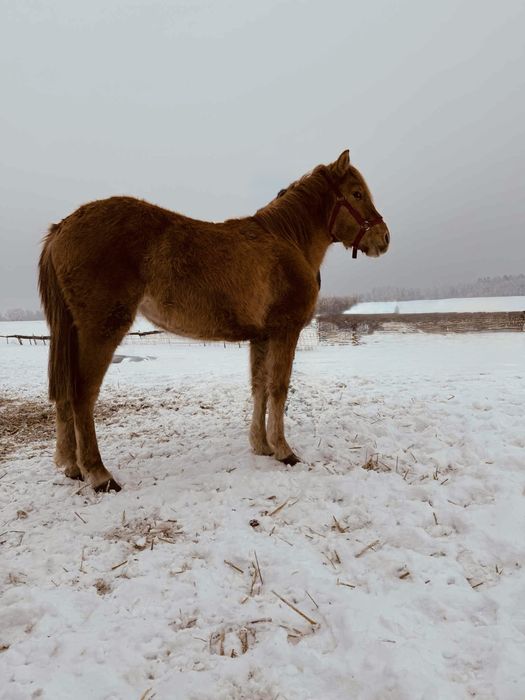 Klacz konika polskiego sprzedaż/zamiana