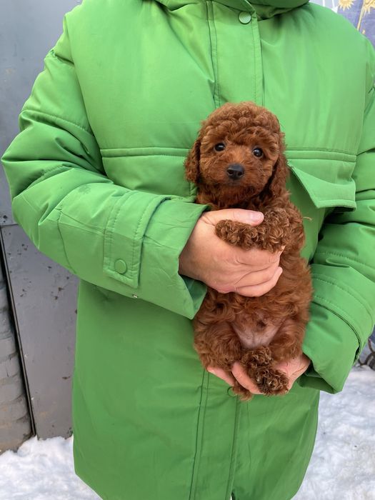 Супер шикарні хлопчики той пудель