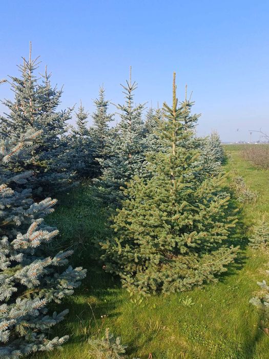 Choinki -  Świerk, jodła