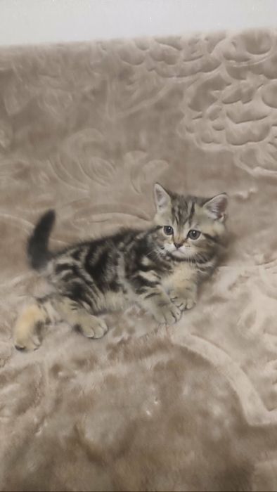 Продам кошенята шотландські прямовухі