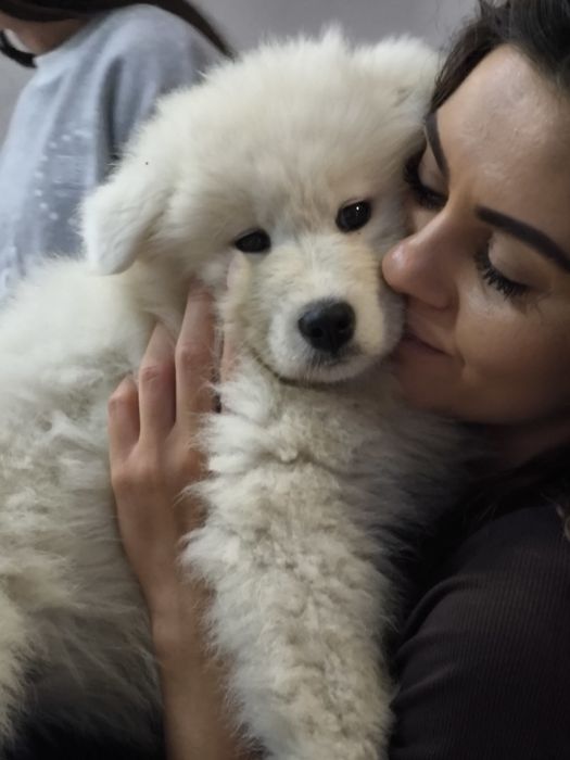 Samoyedy suczki ZKwP/FCI