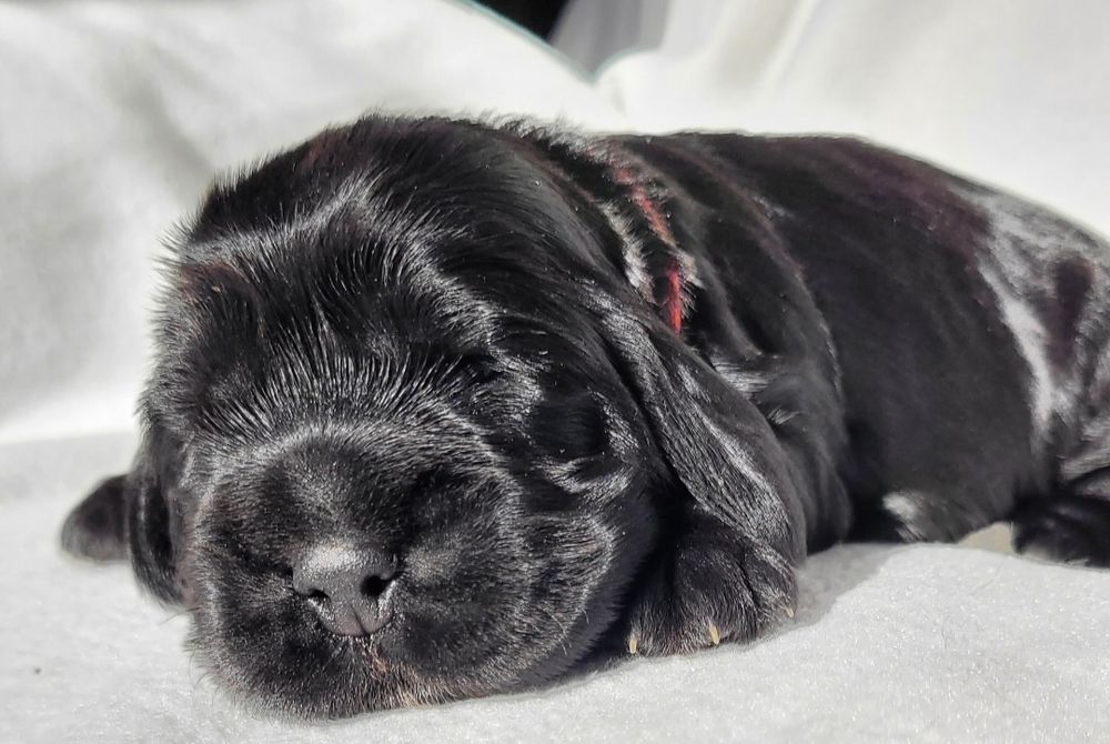 Cocker spaniel angielski cudne węgielki
