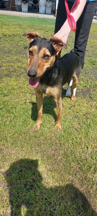 Rollo pies do adopcji