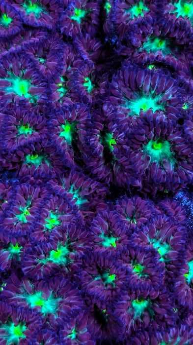 blastomussa merletti pink yellow - akwarium morskie
