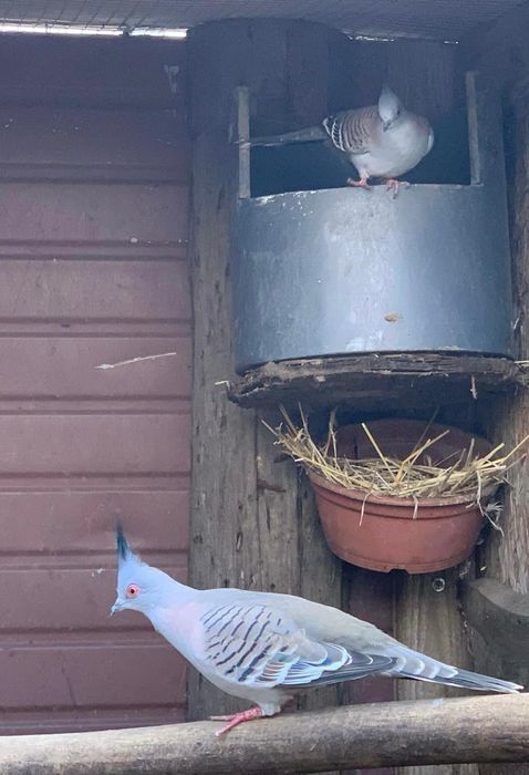 Golebie aborygeny para