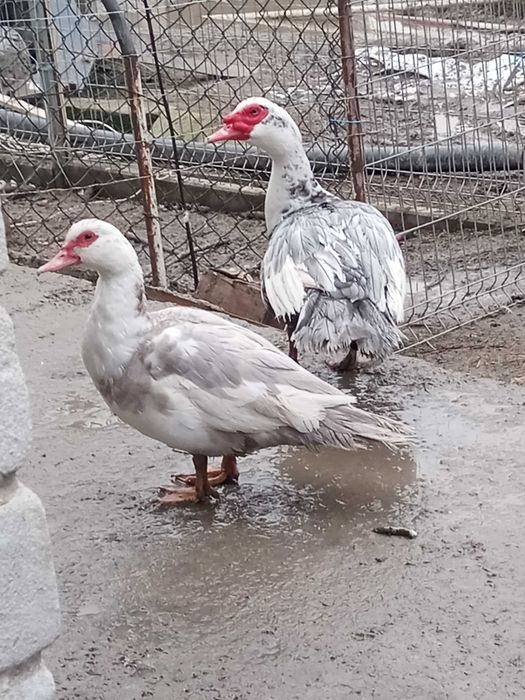 Sprzedam kaczki  i koguty