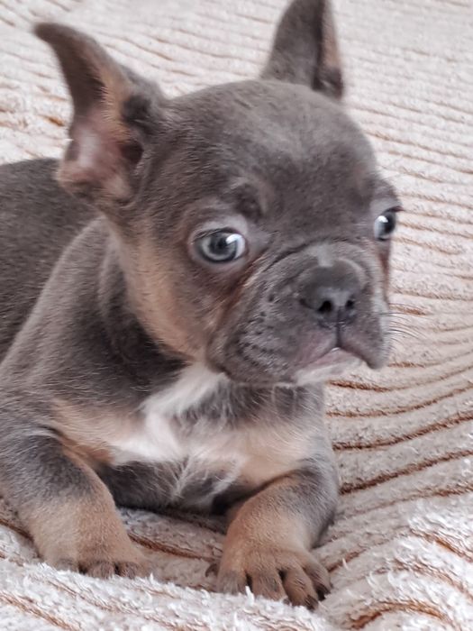 Szczeniak buldog francuski piesek blue
