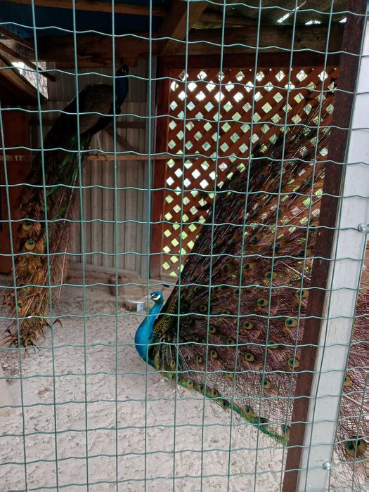 Котедж Люкс « Два Гуцулики »