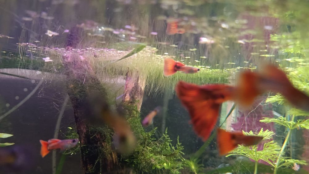 Sprzedam gupiki Tiger Red (czysta krew)