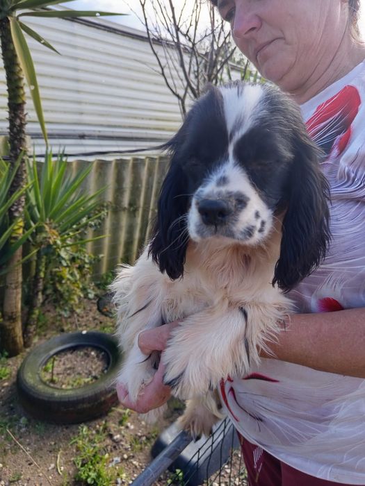 Super Cocker Spaniel