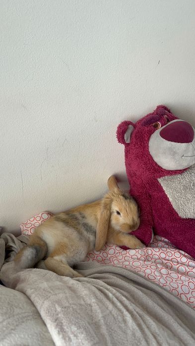 coelho mini loop anao macho