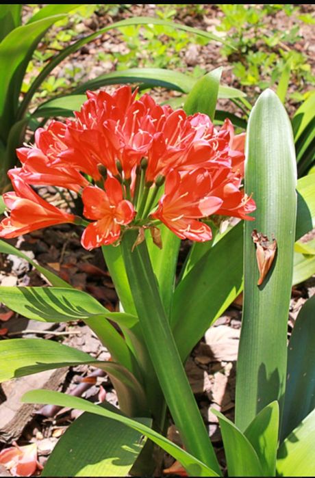 Clivia miniata laranja