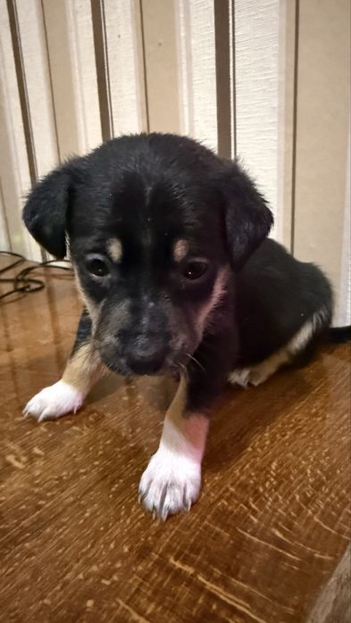 Отдам в хорошие руки (два мальчика и две девочки)