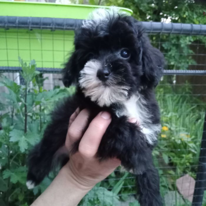 Хлопченя Мальтіпу суперовий,міні.